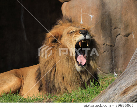 Lion Yawn 59696065