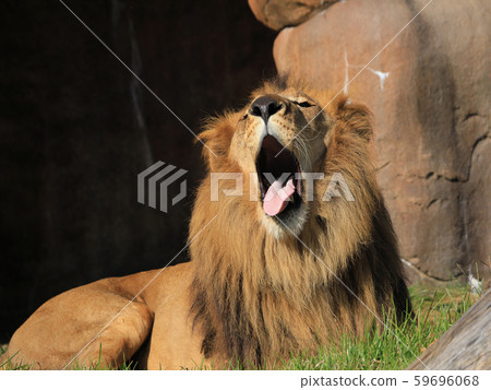 Lion Yawn Lion Yawn 59696068
