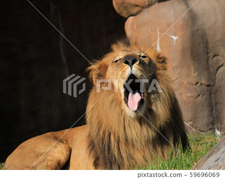 Lion Yawn Lion Yawn 59696069