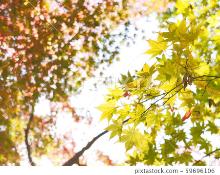 紅葉十一月東桂[新潟縣積川村] 59696106
