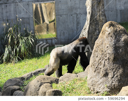 西部低地大猩猩Sa 59696294
