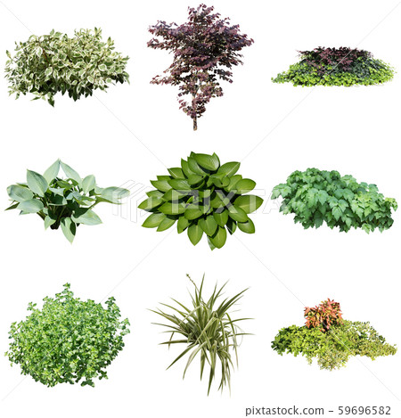 彩礁園林植物摳圖 彩礁園林植物摳圖 59696582