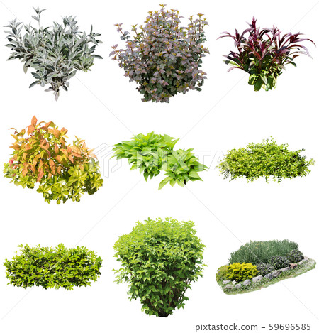griffe du diable plante bienfaits Tisane Harpagophytum (Griffe du Diable] main image 1