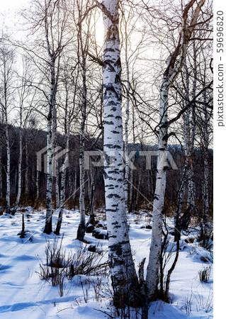 Trees in winter with snow on ground 59696820