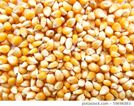 Popcorn maize. Popcorn maize. 59696863