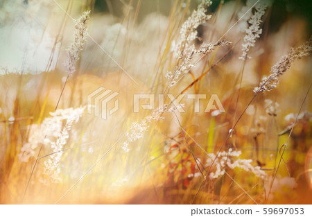 Autumn meadow 59697053