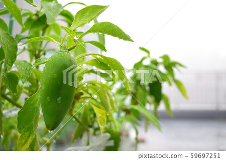 Sweet peppers 59697251