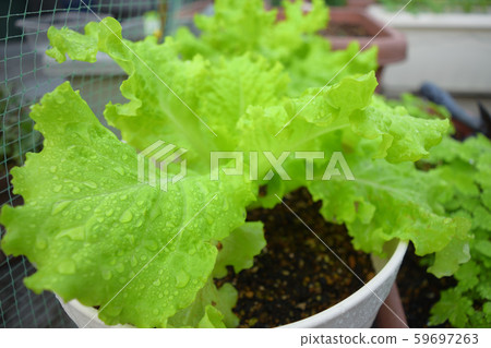 Morning picked leaf lettuce Morning picked leaf lettuce 59697263