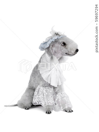 Droll Bedlington Terrier dog dressed in a frill 59697294