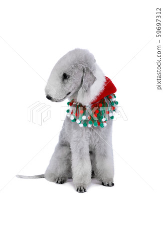Lovely Bedlington Terrier dog dressed in a Santa 59697312