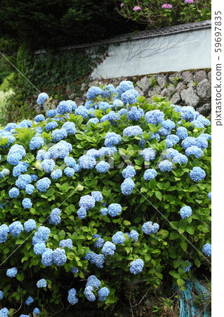 Hydrangea of Iwazagami Terraced Rice Field Hydrangea of Iwazagami Terraced Rice Field 59697835