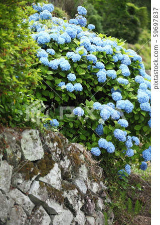 Hydrangea of Iwazagami Terraced Rice Field Hydrangea of Iwazagami Terraced Rice Field 59697837