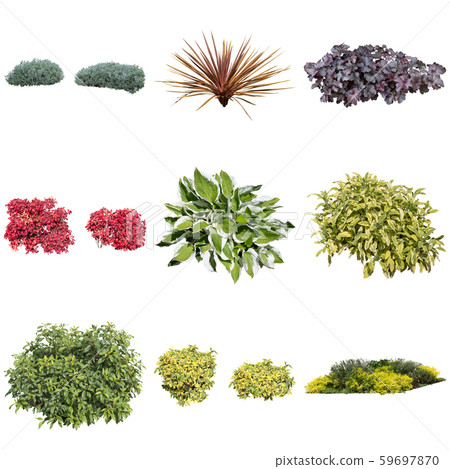 Color leaf garden group planting 59697870