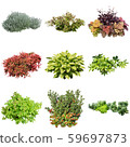 彩葉花園組種植 59697873