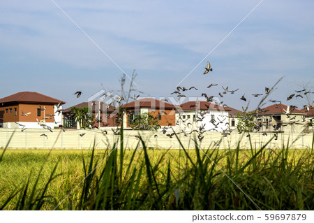 homing pigeon bird flying in home village 59697879