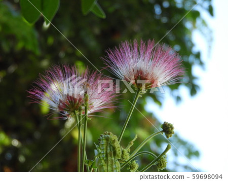 夏威夷的風景 59698094