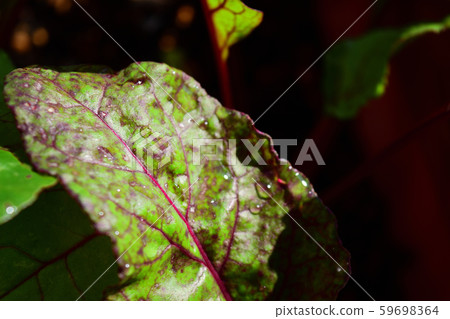 Blessing of the sun 59698364