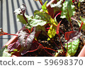 Veranda vegetables 59698370