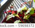 Chaoyang and veranda vegetables 59698372