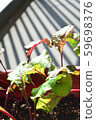 Making vegetables with a planter 59698376