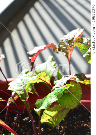 Making vegetables with a planter Making vegetables with a planter 59698376