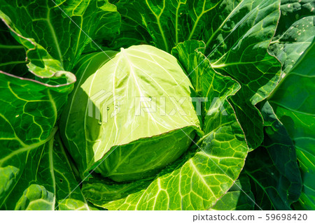 Fresh cabbage Fresh cabbage 59698420