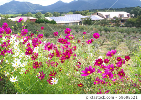 Cosmos on the plateau that flutters in the wind Cosmos on the plateau that flutters in the wind 59698521