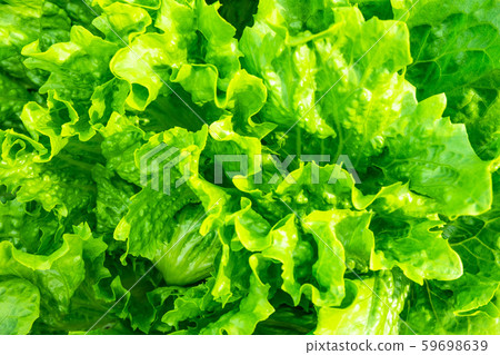 Green leaf (leaf lettuce) Green leaf (leaf lettuce) 59698639