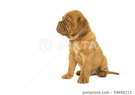 Cute dogue de Bordeaux puppy seen from the side 59698721