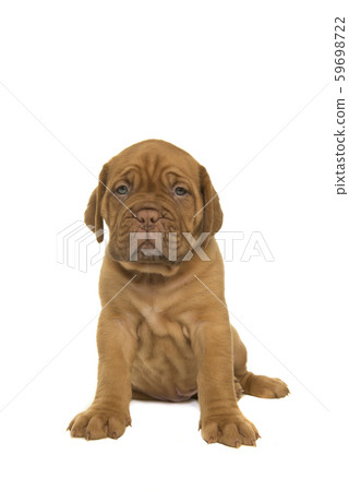 Cute dogue de Bordeaux puppy sitting on white Cute dogue de Bordeaux puppy sitting on white 59698722