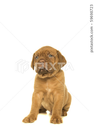 Cute dogue de Bordeaux puppy looking up Cute dogue de Bordeaux puppy looking up 59698723
