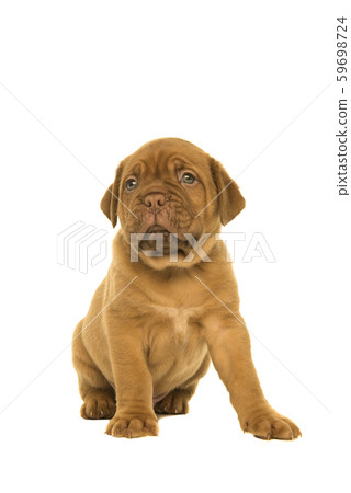 Cute dogue de Bordeaux puppy glancing away Cute dogue de Bordeaux puppy glancing away 59698724