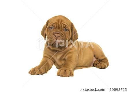 Cute dogue de Bordeaux puppy lying down Cute dogue de Bordeaux puppy lying down 59698725