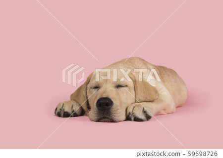 Blond young labrador retriever sleeping on pink 59698726