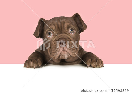 Cute old english bulldog puppy on a white table 59698869