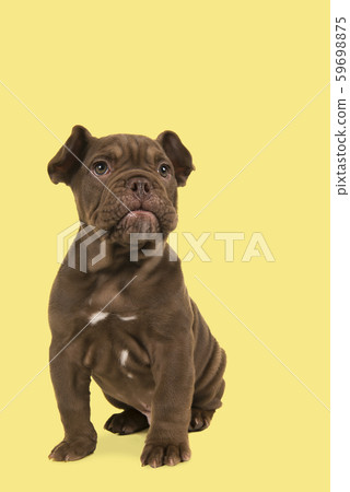 Adorable old english bulldog puppy glancing away Adorable old english bulldog puppy glancing away 59698875