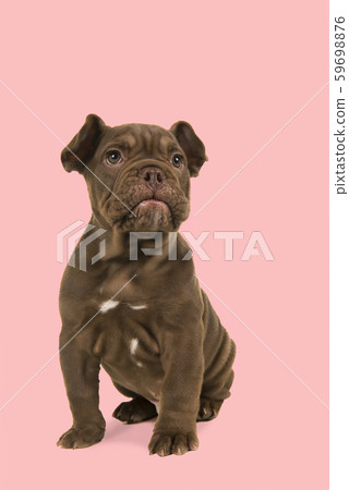 Adorable old english bulldog puppy glancing away Adorable old english bulldog puppy glancing away 59698876