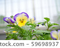 gardening  59698937