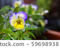 violet 59698938