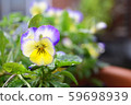 Flower of veranda 59698939