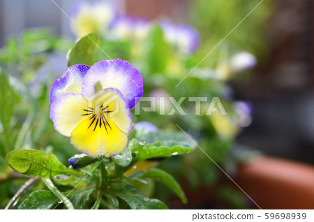 Flower of veranda 59698939