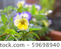 Cute petals 59698940