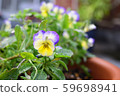 Veranda garden 59698941