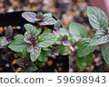 Fresh mint tea 59698943