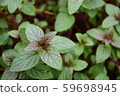 peppermint 59698945
