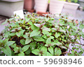 Mint cultivation on the veranda 59698946