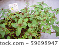 Peppermint growth 59698947