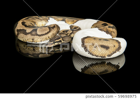 Pretty king python snake on a black background Pretty king python snake on a black background 59698975