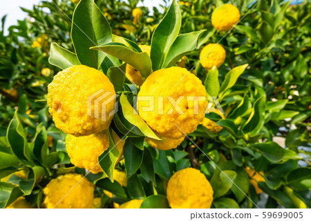 Suzuru's Yuzu Suzuru's Yuzu 59699005