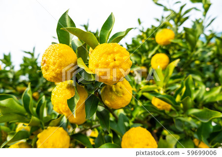 Suzuru's Yuzu Suzuru's Yuzu 59699006